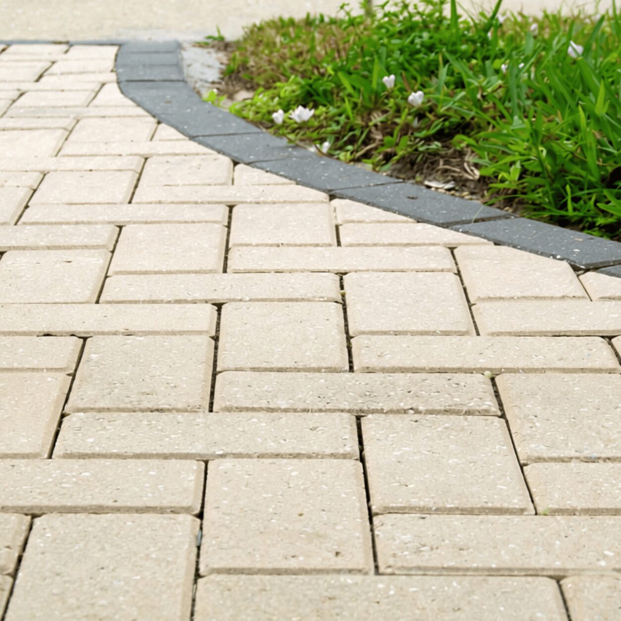 Tan rectangular pavers in running bond pattern with black rubber edging and green lawn with white flowers along the border